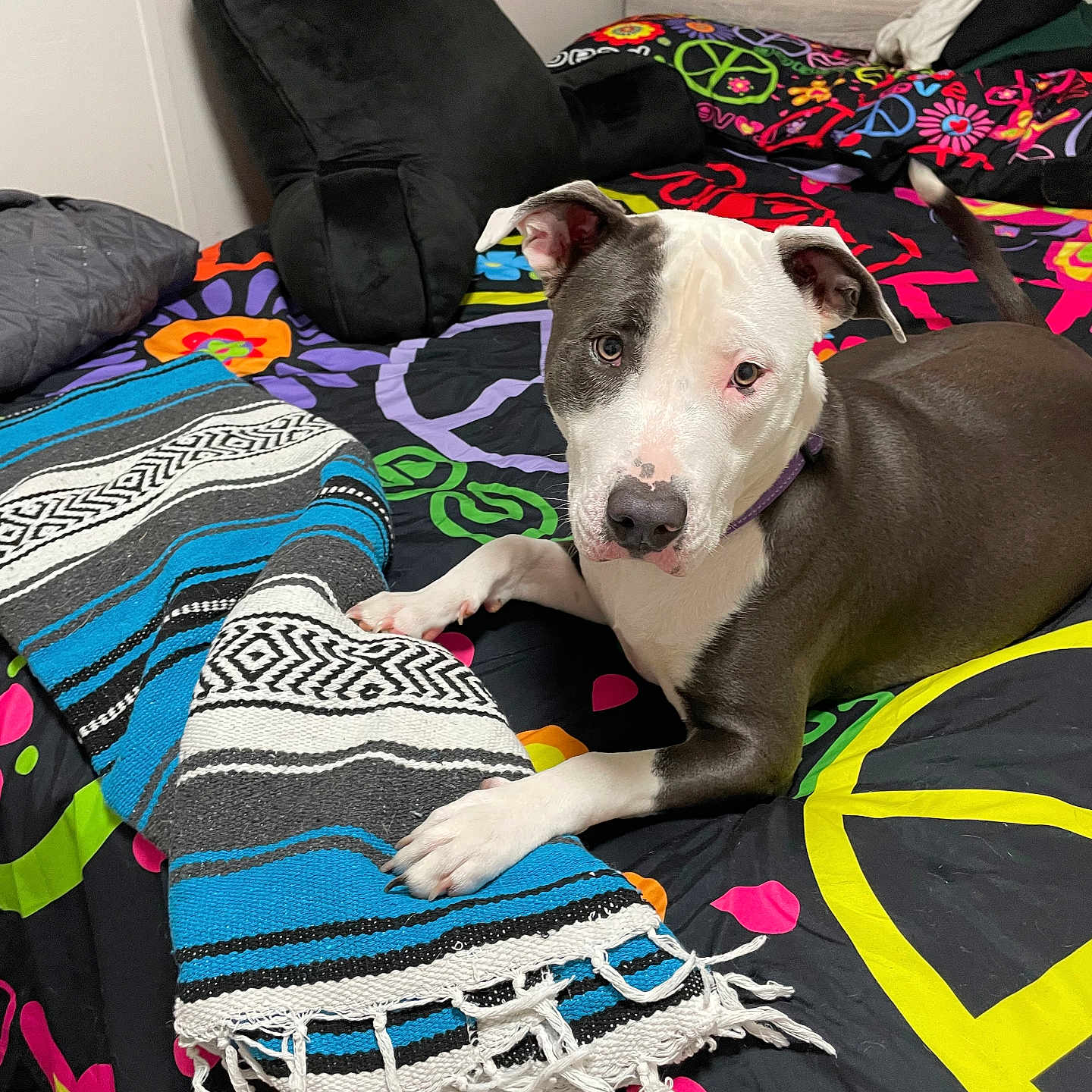 Nakita Jo joined the competition — help win amazing prizes! dog, pit_bull, bed, blanket, pillow, colorful, peace_sign, flower_pattern, indoor, resting, black_and_white, canine, collar, headboard, textile, woven_blanket, paw, fur, pet, cozy
