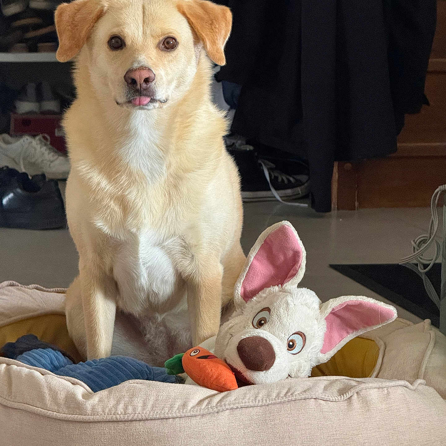 Mëdvyt a rejoint le concours — aidez-le/la à gagner de superbes lots ! animal, carpet, clothing, coat, cozy, cute, dog, expression, floor, home, indoor, light_fur, pet, pet_bed, plush_toy, portrait, shoes, sitting, tongue_out, toy