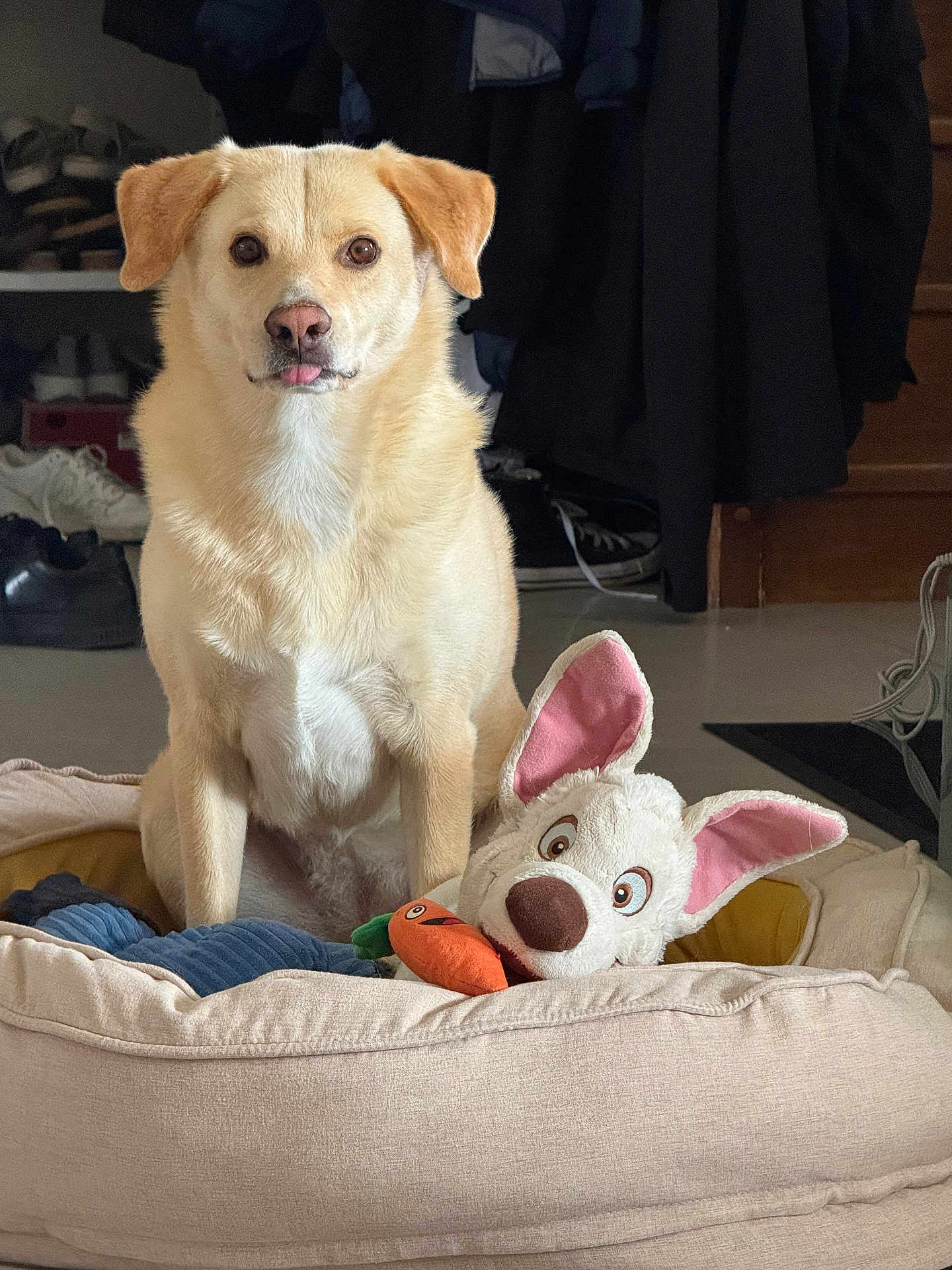 Mëdvyt a rejoint le concours — aidez-le/la à gagner de superbes lots ! dog, pet_bed, plush_toy, indoor, light_fur, tongue_out, cozy, carpet, shoes, clothing, coat, floor, toy, cute, animal, pet, sitting, portrait, home, expression