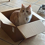 Charlotte is registered to the contest to win money with this photo: cat, cardboard_box, indoor, floor_tiles, pet_bowl, feline, orange_and_white, collar, bell, curious, sitting, domestic_animal, home, furniture_leg, tile_floor, box, looking_at_camera, cute, fluffy, pet