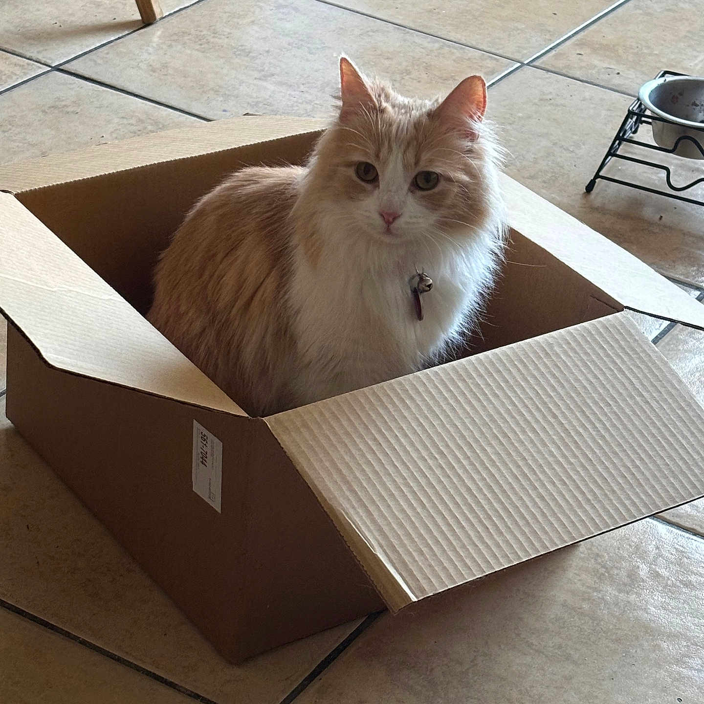Charlotte is registered to the contest to win money with this photo: cat, cardboard_box, indoor, floor_tiles, pet_bowl, feline, orange_and_white, collar, bell, curious, sitting, domestic_animal, home, furniture_leg, tile_floor, box, looking_at_camera, cute, fluffy, pet