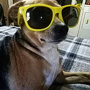 Baby Girl joined the competition — help win amazing prizes! animal, black, brown, canine, casual, comfort, dog, ear, fur, household, indoor, laying_down, nose, pet, plaid_blanket, relaxed, snout, sunglasses, white, yellow
