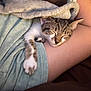 Maisie is registered to the contest to win money with this photo: animal, arm, blanket, cat, comfort, cozy, cute, fur, human, indoor, kitten, nap, pet, relaxation, resting, skin, sleeping, soft, tabby, warm