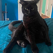 Roti is registered to the contest to win money with this photo: animal, bed, black_cat, blue_bedspread, cat, cozy, curious, domestic, door, feline, fur, home, indoor, paw, pet, relaxed, sitting, tail, wall, whiskers