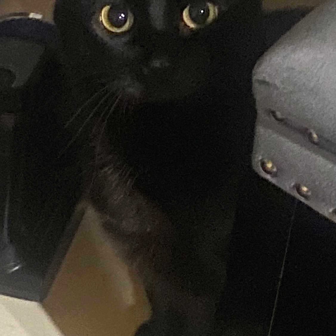 Roti
