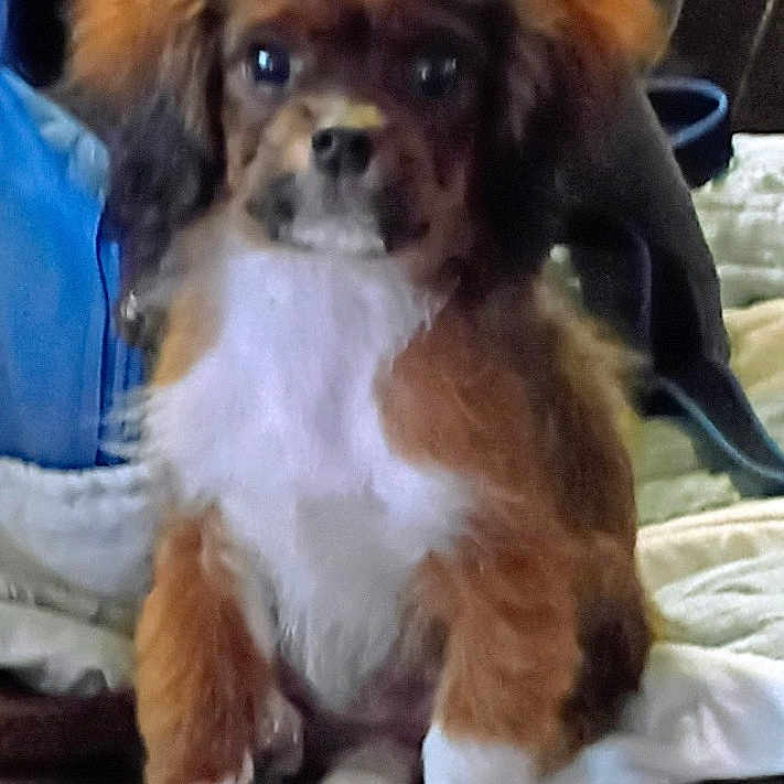 Zig Zag Ziggy is registered to the contest to win money with this photo: animal, blanket, brown, companion, couch, cute, dog, domestic_animal, ears, face, fur, furry, indoor, paws, pet, puppy, sitting, small, white, young