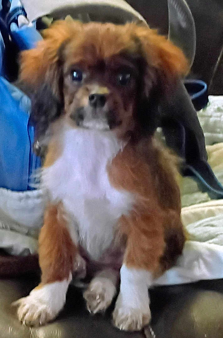 Zig Zag Ziggy is registered to the contest to win money with this photo: animal, blanket, brown, companion, couch, cute, dog, domestic_animal, ears, face, fur, furry, indoor, paws, pet, puppy, sitting, small, white, young