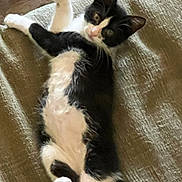 Skunk joined the competition — help win amazing prizes! animal, black_and_white, cat, close_up, curious, cute, feline, fur, indoor, looking, lying_down, paw, pet, playful, relaxed, resting, soft, texture, whiskers, young_cat