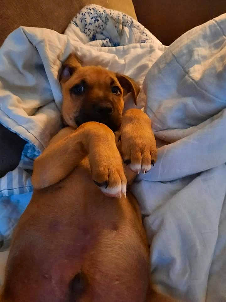 Buster is registered to the contest to win money with this photo: abdomen, bed, canidae, carnivore, comfort, companion_dog, couch, dog, dog_breed, dog_supply, fawn, guard_dog, linens, nap, paw, room, snout, sporting_group, working_animal, working_dog