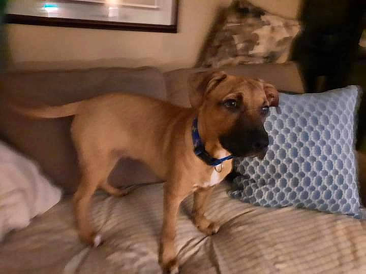 Buster is registered to the contest to win money with this photo: canidae, carnivore, collar, comfort, companion_dog, couch, dog, dog_breed, dog_supply, fawn, flooring, furniture, hardwood, liver, picture_frame, snout, sporting_group, whiskers, wood, working_animal