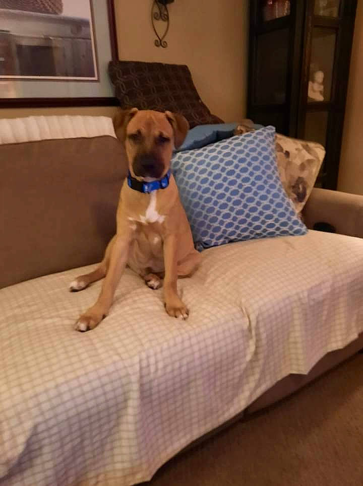 Buster is registered to the contest to win money with this photo: carnivore, chair, comfort, companion_dog, couch, dog, dog_breed, dog_supply, fawn, floor, flooring, furniture, hardwood, pet_supply, picture_frame, snout, studio_couch, tail, wood, working_animal