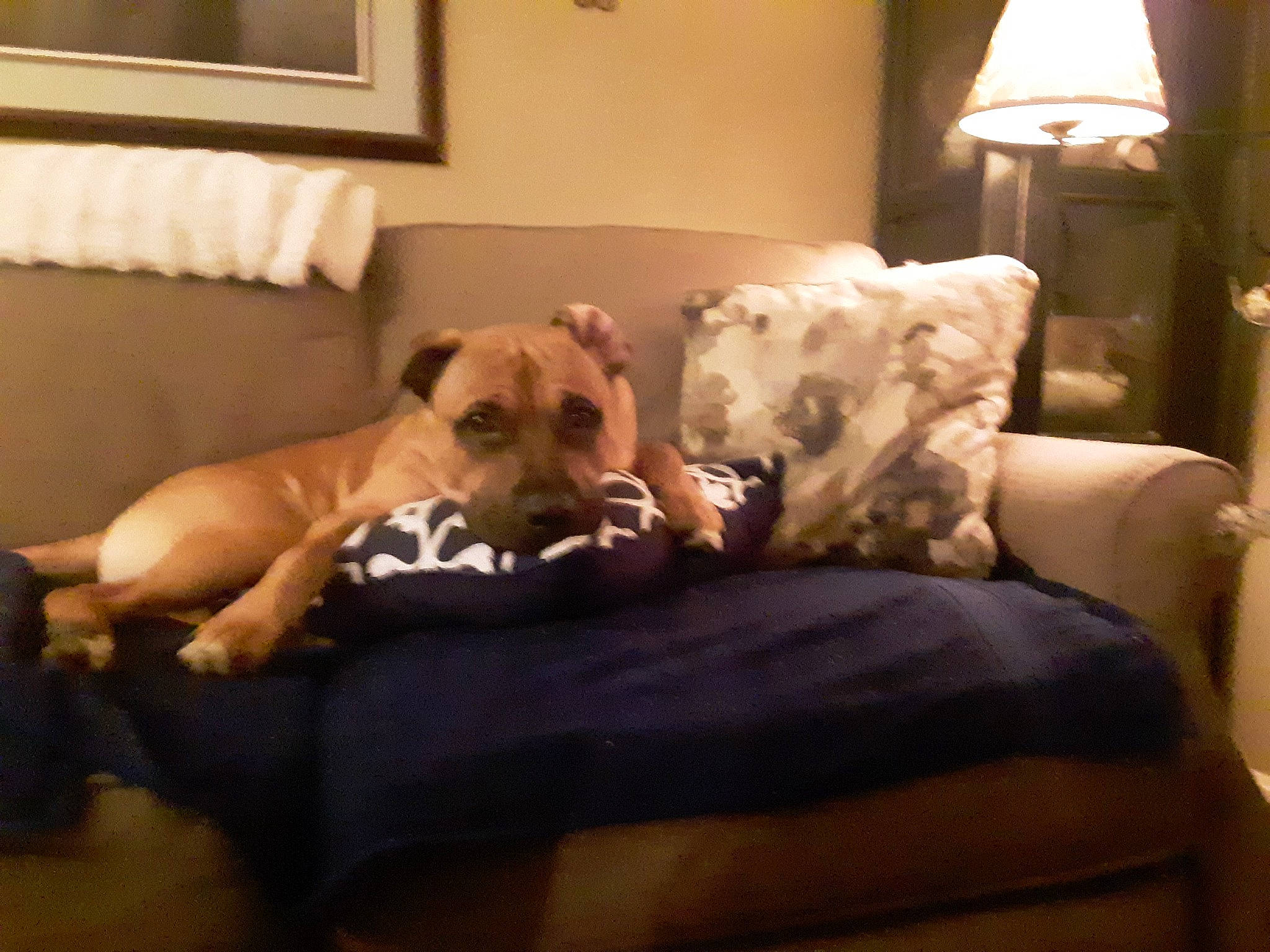 Buster joined the competition — help win amazing prizes! art, carnivore, comfort, companion_dog, couch, dog, dog_breed, fawn, flooring, hardwood, lamp, linens, living_room, picture_frame, room, sofa_bed, studio_couch, toy_dog, wood, working_animal