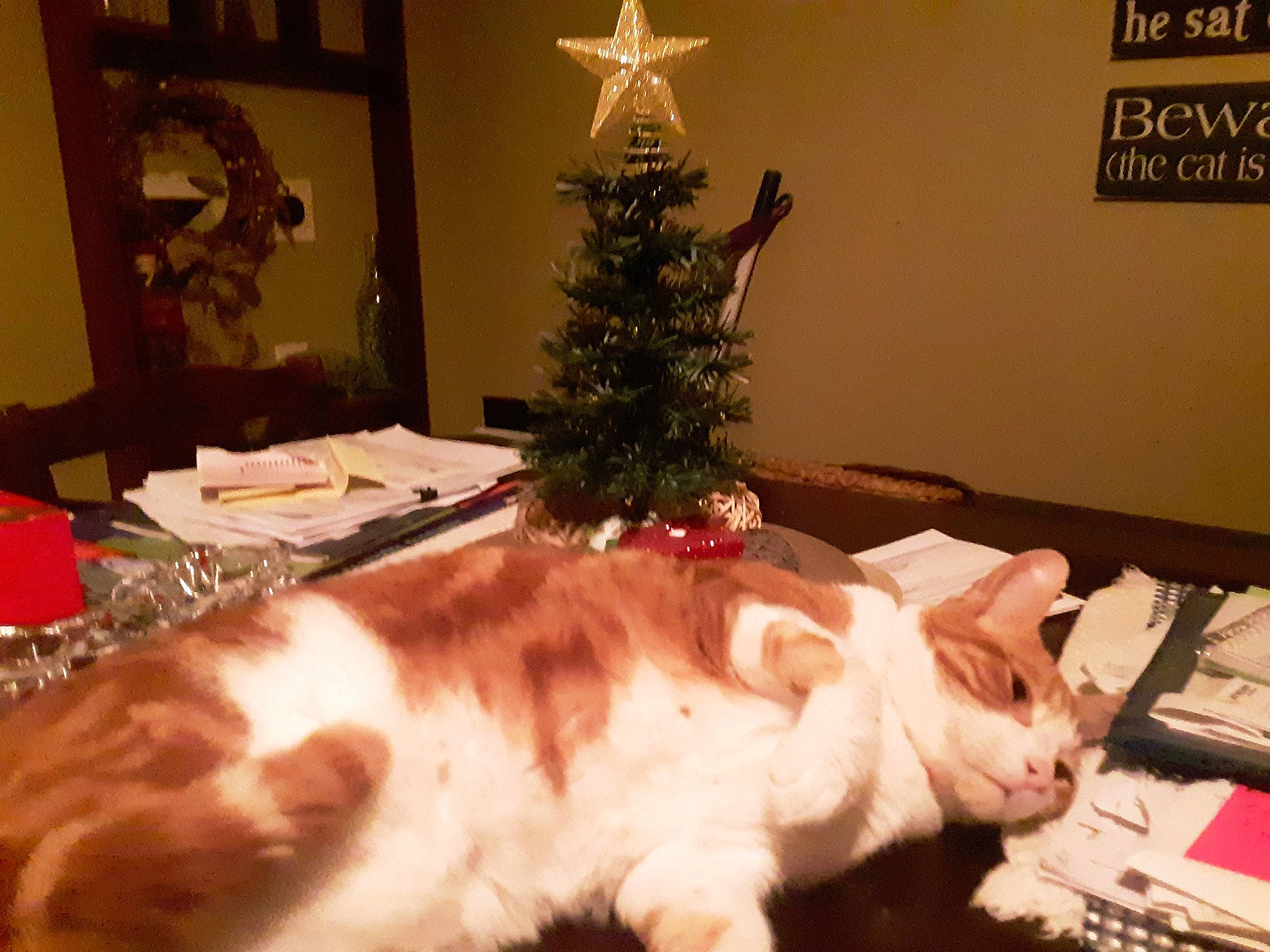 Bruiser joined the competition — help win amazing prizes! carnivore, cat, christmas, christmas_decoration, christmas_ornament, christmas_tree, event, fawn, felidae, holiday_ornament, interior_design, light, lighting, ornament, small_to_medium_sized_cats, table, tail, tree, whiskers, white