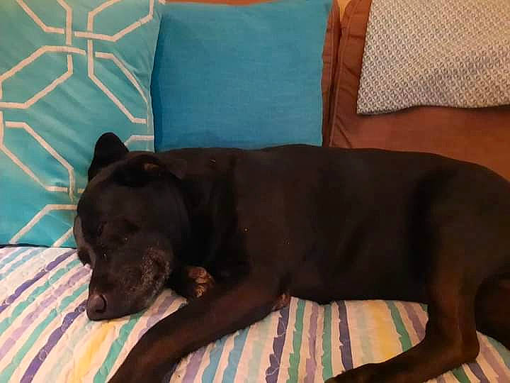 Jetson joined the competition — help win amazing prizes! carnivore, comfort, companion_dog, couch, dog, dog_breed, dog_supply, fawn, flooring, fur, guard_dog, linens, liver, pet_supply, pillow, puppy, room, tail, terrestrial_animal, working_animal