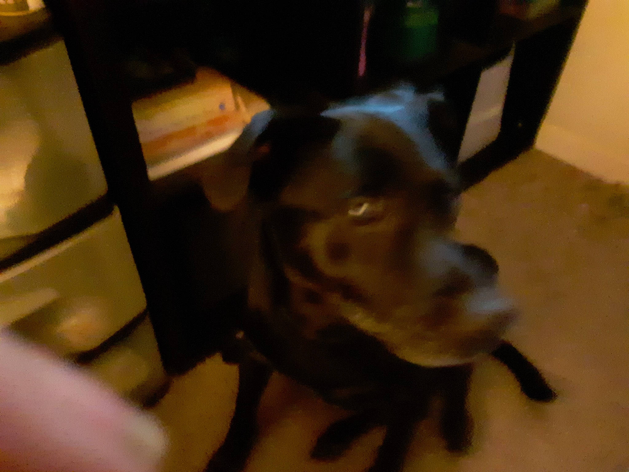 Jetson joined the competition — help win amazing prizes! borador, canidae, carnivore, companion_dog, dog, dog_breed, dog_collar, ear, fawn, flooring, fur, guard_dog, liver, mammal, non_sporting_group, sporting_group, tail, whiskers, working_animal, working_dog