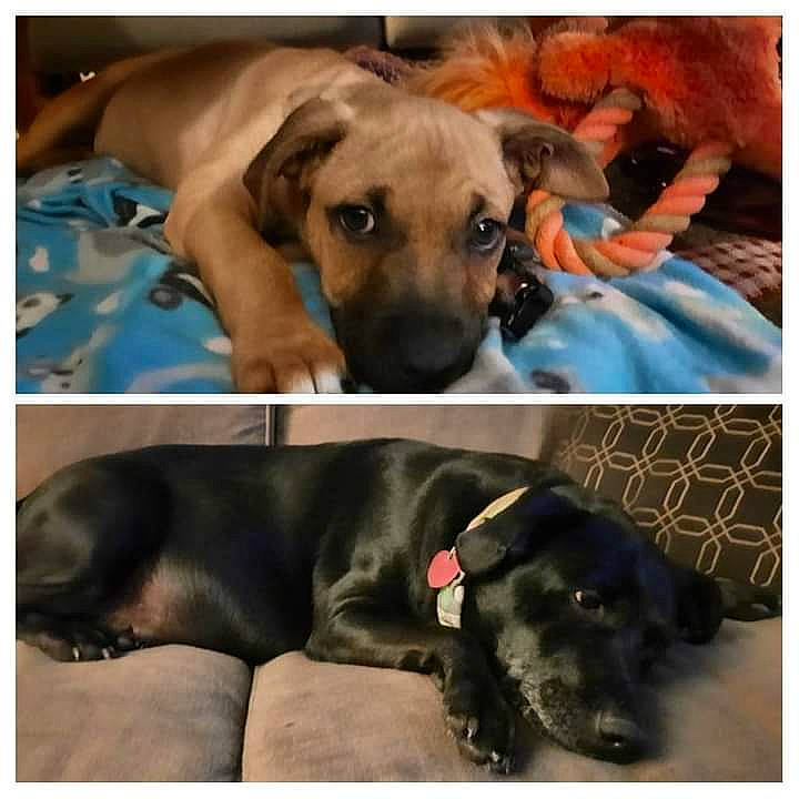 Jetson joined the competition — help win amazing prizes! beauty, canidae, carnivore, collar, comfort, companion_dog, dog, dog_breed, dog_collar, dog_supply, fawn, fur, liver, pet_supply, photograph, rectangle, snapshot, snout, sporting_group, working_animal