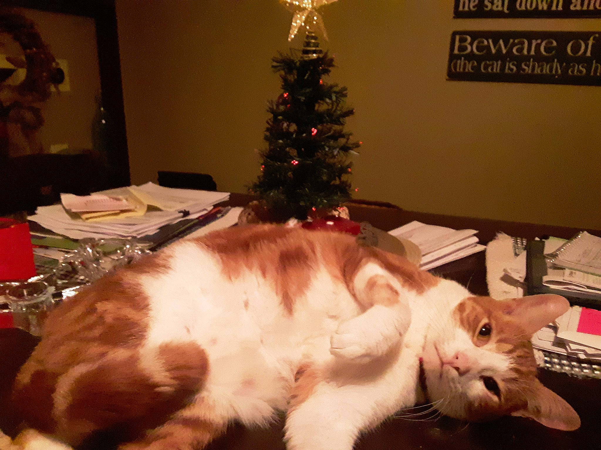 Bruiser is registered to the contest to win money with this photo: carnivore, cat, christmas, christmas_decoration, christmas_eve, christmas_ornament, christmas_tree, event, fawn, felidae, fur, holiday, lighting, paw, small_to_medium_sized_cats, snout, tail, tree, whiskers, white
