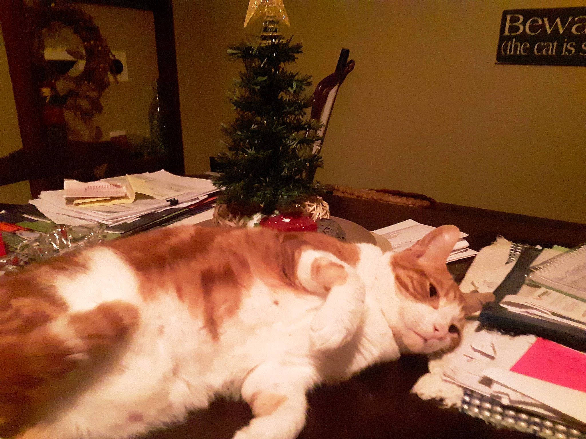 Bruiser joined the competition — help win amazing prizes! carnivore, cat, christmas, christmas_decoration, christmas_ornament, christmas_tree, companion_dog, domestic_short_haired_cat, event, fawn, felidae, fur, living_room, plant, room, small_to_medium_sized_cats, table, tail, tree, whiskers