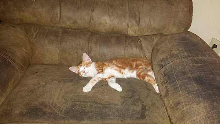 Bruiser joined the competition — help win amazing prizes! brown, carnivore, cat, comfort, couch, dog_breed, domestic_short_haired_cat, fawn, felidae, fur, hardwood, paw, room, small_to_medium_sized_cats, snout, tail, terrestrial_animal, whiskers, window, wood