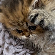 Chloe joined the competition — help win amazing prizes! animal, brown, cat, closeup, cozy, curious, cute, domestic, feline, furry, gray, indoor, kitten, pet, rug, small, soft, texture, whiskers, young