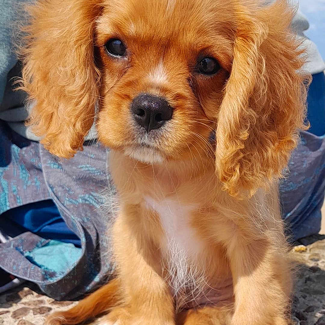 Aladin participe au concours pour gagner de l'argent avec cette photo : animal, blue_sky, casual_clothing, close_up, curly_ears, cute, dog, eyes, fluffy, fur, golden_brown, nose, outdoor, person, pet, puppy, rocky_surface, sitting, sunlight, young_dog