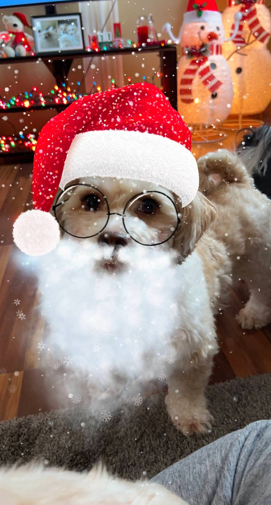 Louie is registered to the contest to win money with this photo: beard, event, eyewear, facial_hair, fictional_character, fur, glasses, happy, head, holiday, human_body, light, moustache, nose, santa_claus, snout, sunglasses, tree, vision_care, winter