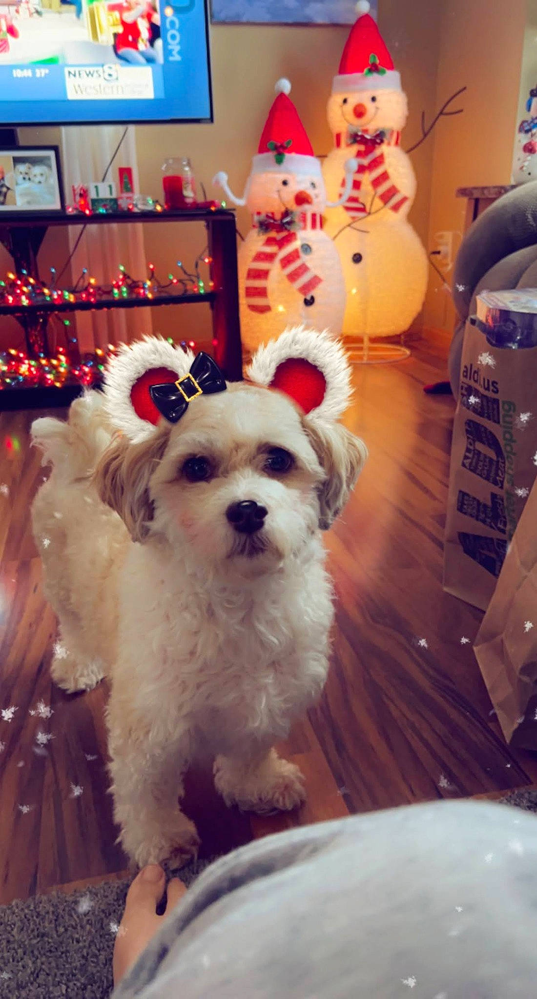 Louie is registered to the contest to win money with this photo: chair, christmas, companion_dog, dog, dog_breed, dog_clothes, dog_collar, dog_supply, event, fur, happy, holiday, labradoodle, mammal, puppy_love, small_terrier, terrier, toy_dog, white, working_animal
