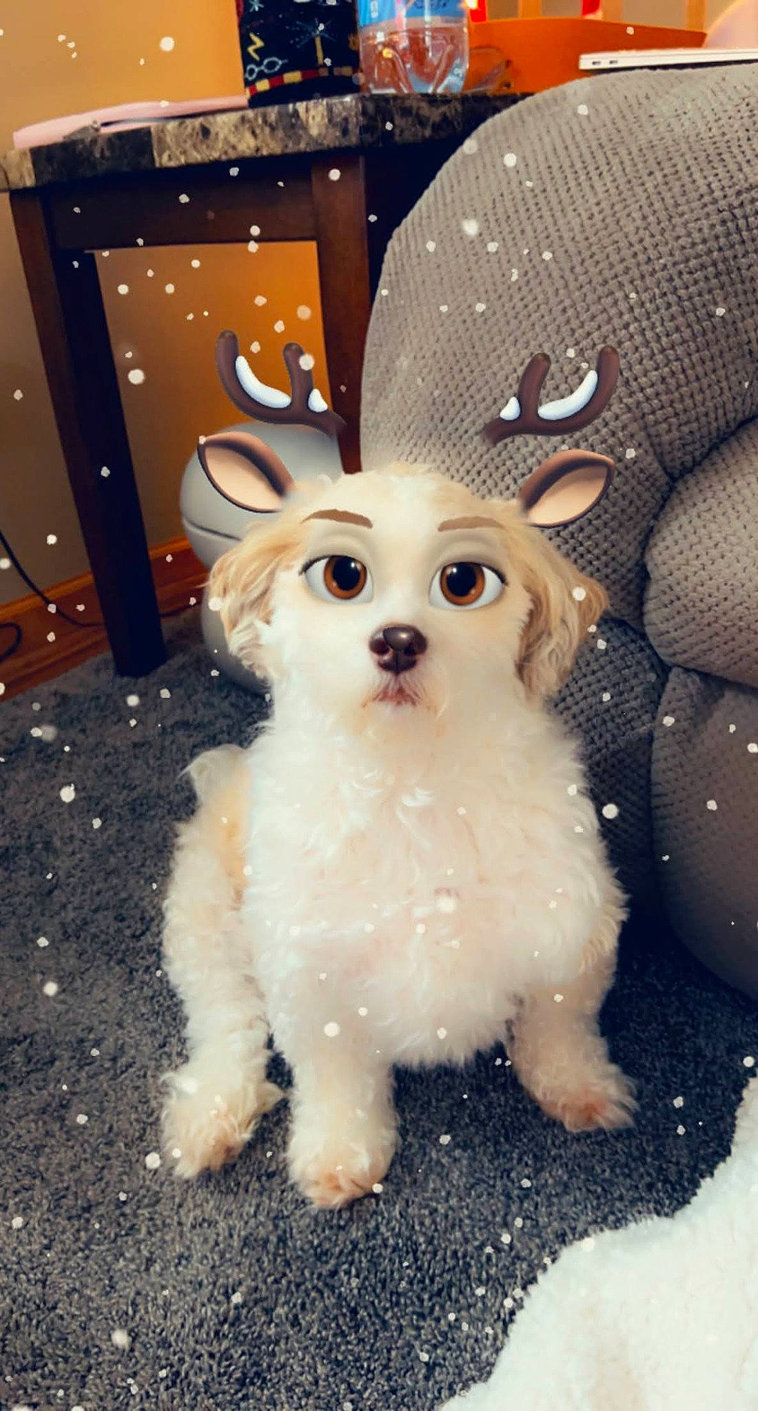 Louie is registered to the contest to win money with this photo: canidae, carnivore, companion_dog, dog, dog_breed, dog_supply, ear, event, fashion_accessory, fawn, fur, pattern, snout, sporting_group, tail, toy, toy_dog, whiskers, wood, working_animal