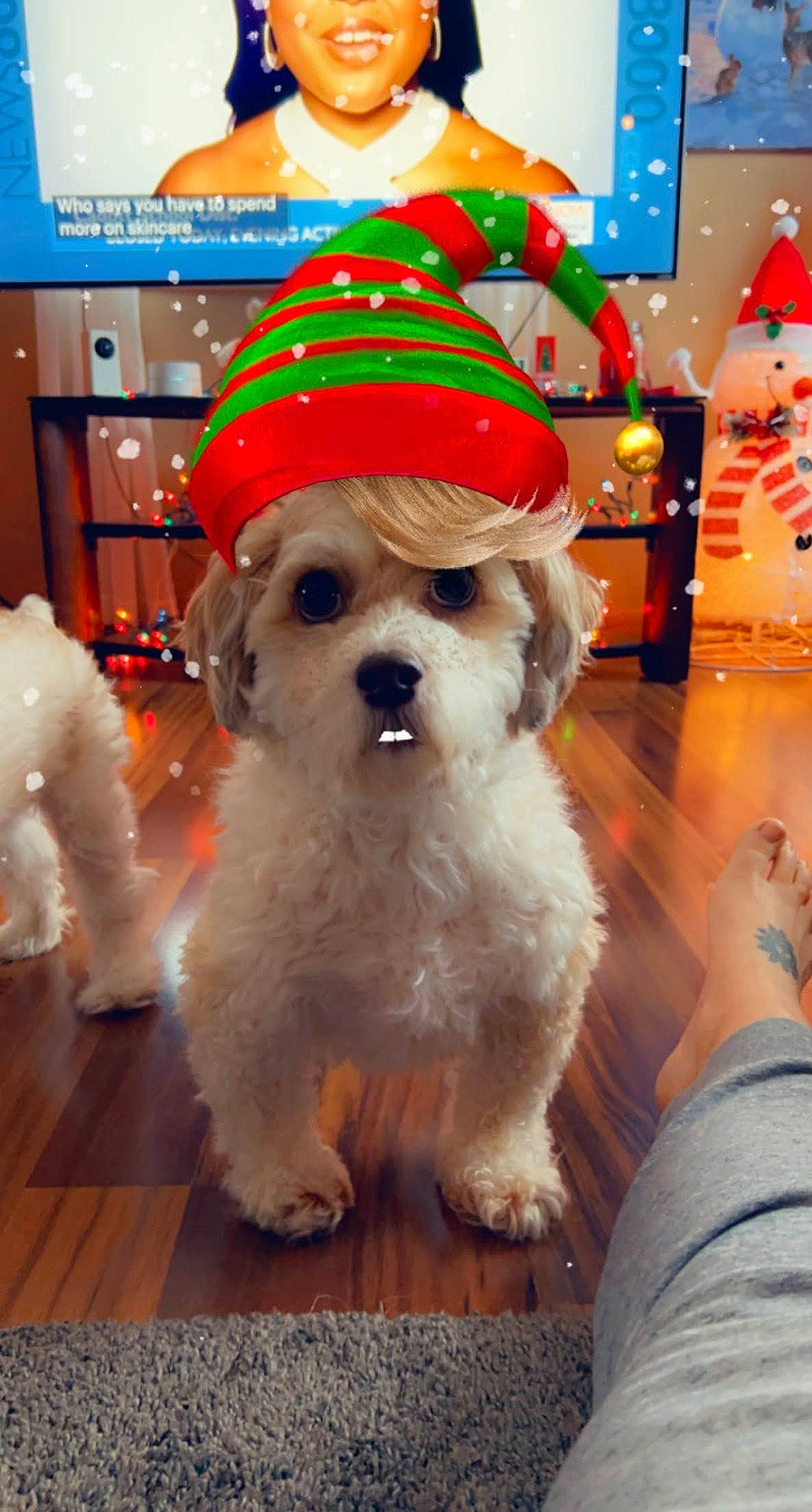 Louie joined the competition — help win amazing prizes! canidae, carnivore, collar, companion_dog, dog, dog_breed, dog_collar, dog_supply, event, flooring, fun, fur, holiday, home_appliance, non_sporting_group, snout, sporting_group, terrier, toy_dog, working_animal