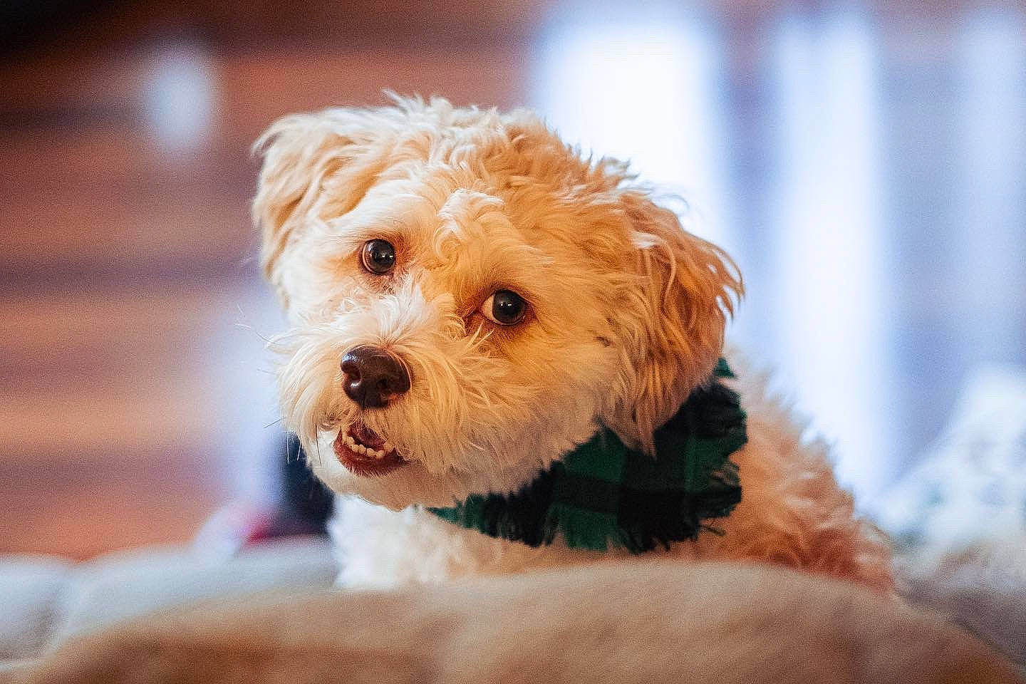 Louie joined the competition — help win amazing prizes! carnivore, companion_dog, dog, dog_breed, dog_clothes, dog_supply, fur, labradoodle, non_sporting_group, poodle_crossbreed, puppy_love, shih_poo, small_terrier, snout, sporting_group, terrier, toy_dog, water_dog, working_animal, yorkipoo