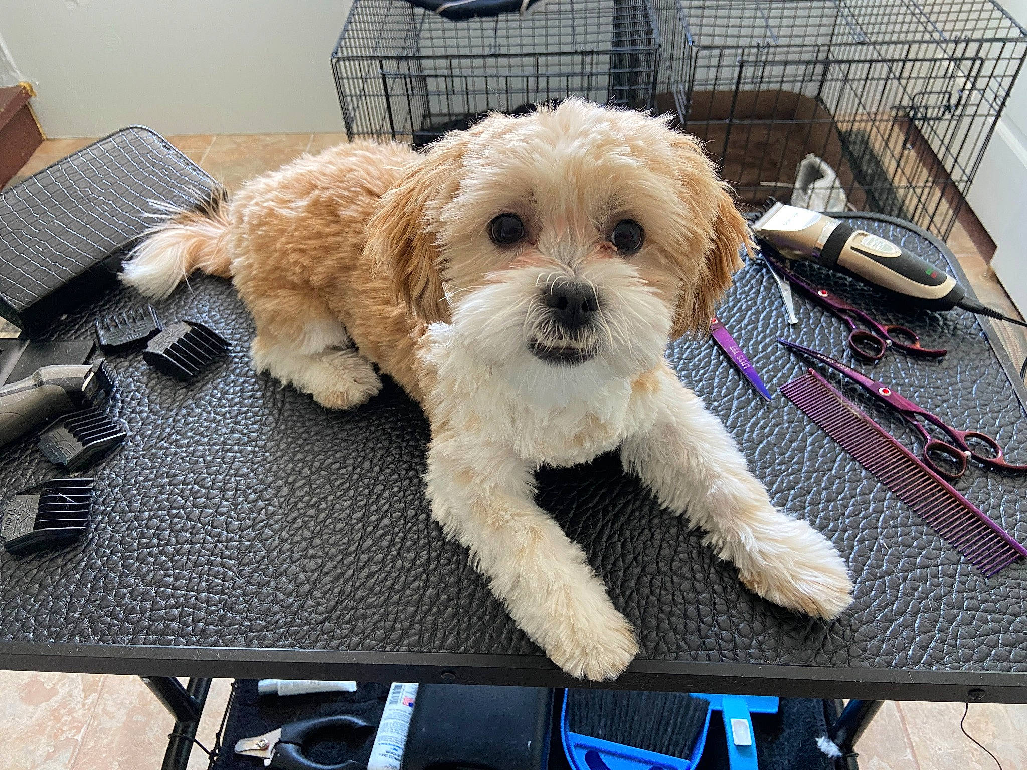 Ollie joined the competition — help win amazing prizes! carnivore, chair, companion_dog, desk, dog, dog_breed, dog_clothes, dog_collar, dog_supply, fur, mal_shi, maltepoo, shih_poo, small_terrier, snout, table, terrier, toy_dog, water_dog, working_animal