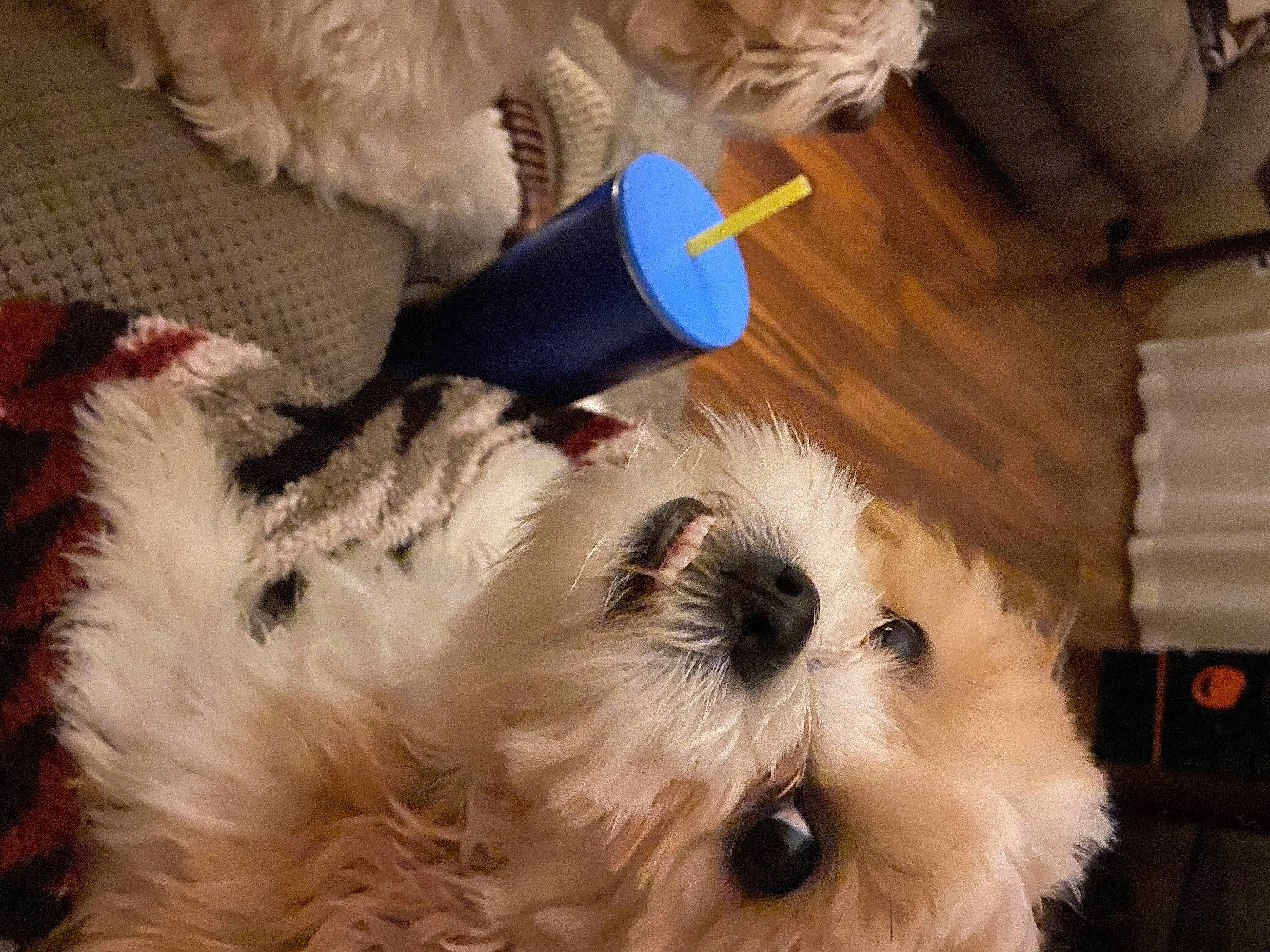 Ollie joined the competition — help win amazing prizes! canidae, carnivore, companion_dog, dog, dog_breed, felidae, flooring, fur, puppy, small_terrier, small_to_medium_sized_cats, snout, sporting_group, stuffed_toy, tail, terrier, toy, toy_dog, whiskers, working_animal