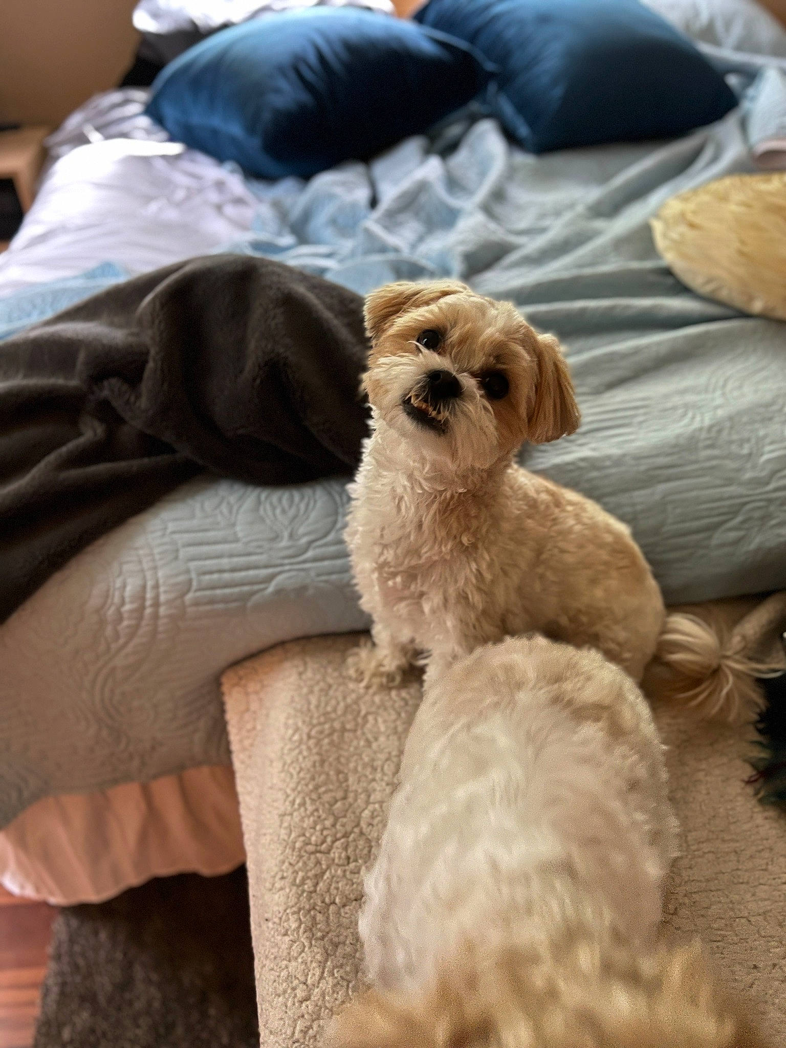 Ollie is registered to the contest to win money with this photo: canidae, carnivore, chair, comfort, companion_dog, dog, dog_breed, dog_collar, dog_supply, fawn, fur, liver, maltepoo, puppy_love, snout, sporting_group, tail, terrier, toy_dog, working_animal