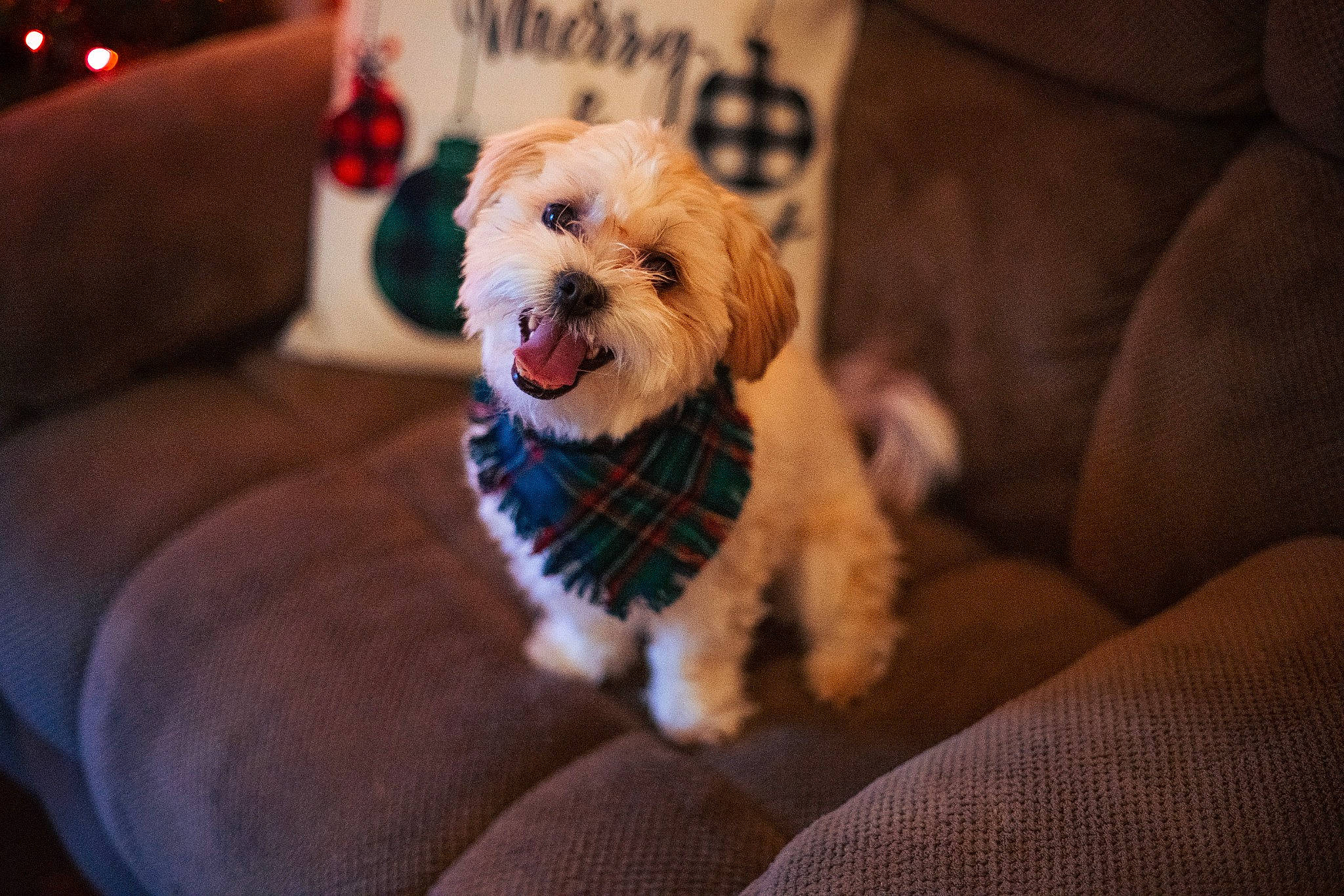 Ollie joined the competition — help win amazing prizes! carnivore, christmas, companion_dog, couch, dog, dog_breed, dog_clothes, dog_supply, fawn, fur, maltepoo, small_terrier, snout, sporting_group, terrier, toy, toy_dog, whiskers, wood, yorkshire_terrier