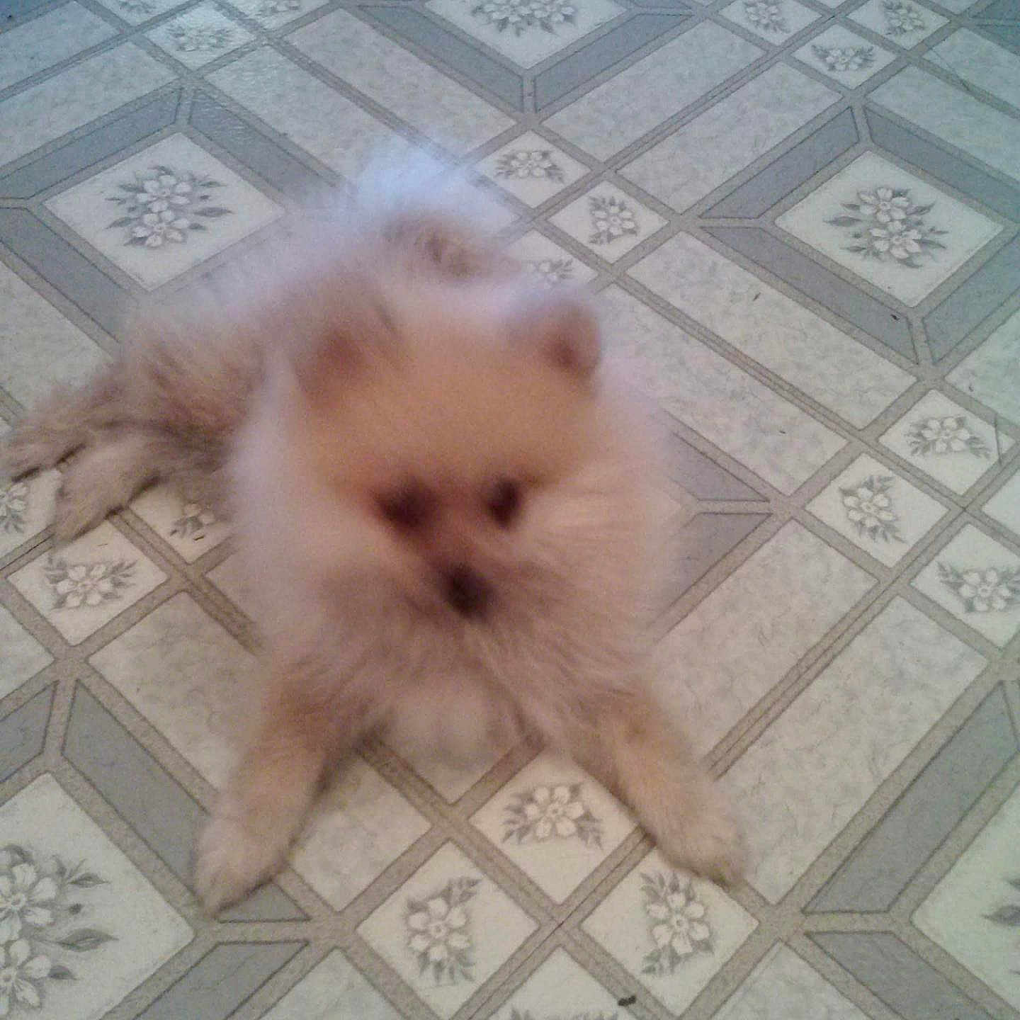 Buddyboo