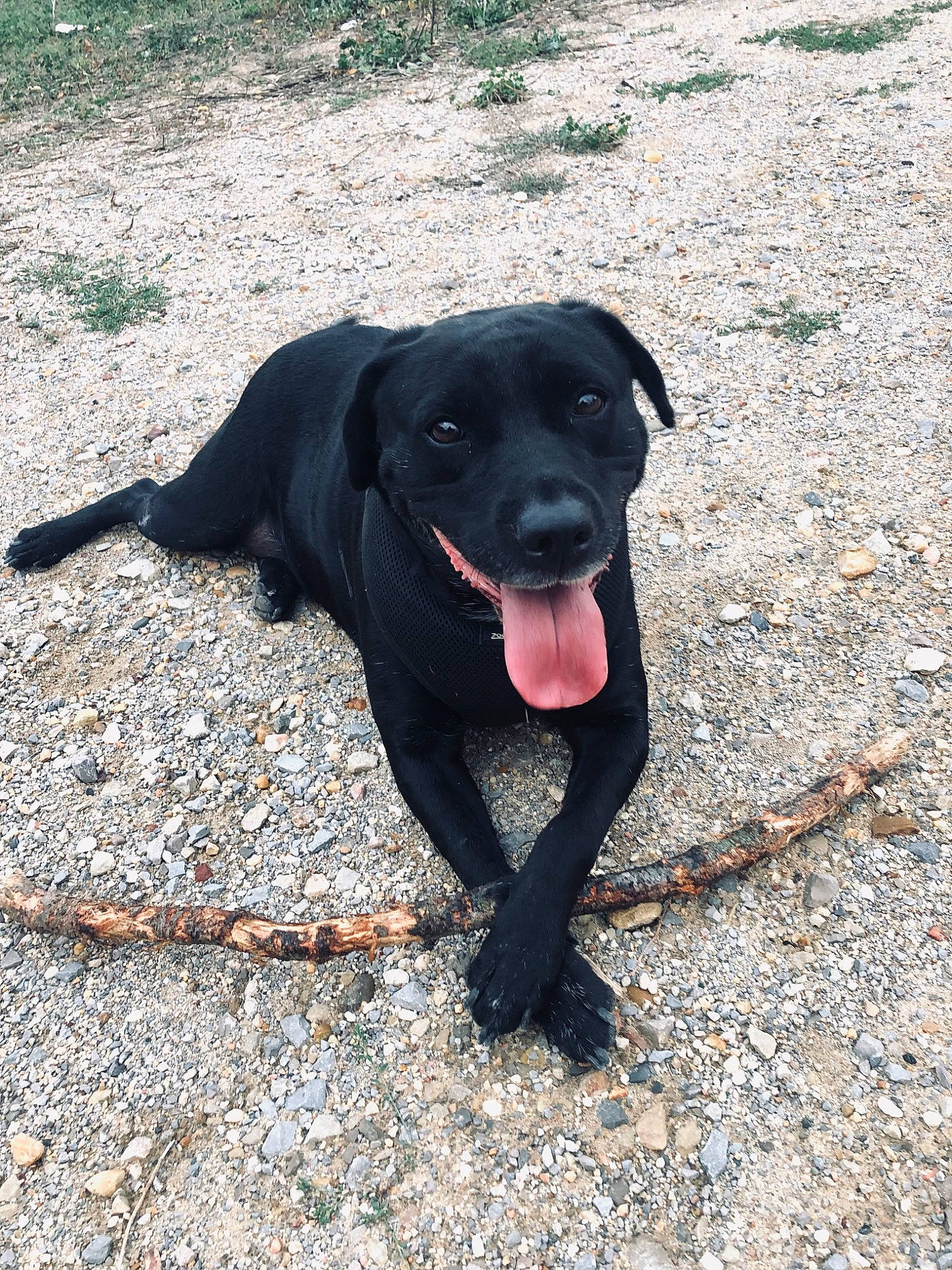 Tyna participe au concours pour gagner de l'argent avec cette photo : asphalt, borador, canidae, carnivore, collar, companion_dog, dog, dog_breed, dog_collar, gun_dog, labrador_retriever, liver, retriever, road_surface, snout, soil, sporting_group, tail, terrestrial_animal, working_animal