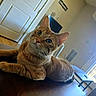 Stell joined the competition — help win amazing prizes! animal, cat, cozy, curious, domestic, door, ears, eyes, floor, furniture, home, indoor, light, orange_tabby, pet, relaxed, table, whiskers, window, wooden_table