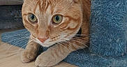 Stell is registered to the contest to win money with this photo: alert, animal, blue, cat, close_up, curious, cute, domestic_cat, ears, feline, fur, indoor, orange_tabby, paws, pet, playful, resting, scratching_post, whiskers, wooden_floor