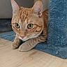 alert, animal, blue, cat, close_up, curious, cute, domestic_cat, ears, feline, fur, indoor, orange_tabby, paws, pet, playful, resting, scratching_post, whiskers, wooden_floor