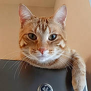 Stell is registered to the contest to win money with this photo: cat, orange_tabby, pet, animal, feline, whiskers, ears, paw, relaxed, indoor, appliance, general_electric, curious, looking, portrait, close_up, domestic, cute, household, resting