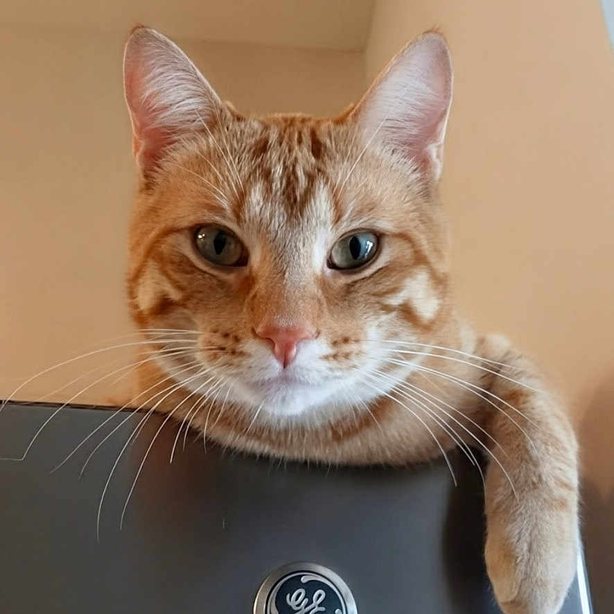 Stell is registered to the contest to win money with this photo: cat, orange_tabby, pet, animal, feline, whiskers, ears, paw, relaxed, indoor, appliance, general_electric, curious, looking, portrait, close_up, domestic, cute, household, resting