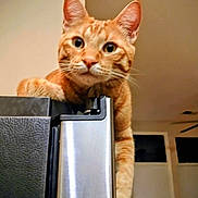 Stell joined the competition — help win amazing prizes! animal, appliance, cat, curious, cute, domestic, ears, eyes, feline, fur, home, indoor, kitchen, looking, mammal, orange_tabby, paw, pet, refrigerator, whiskers