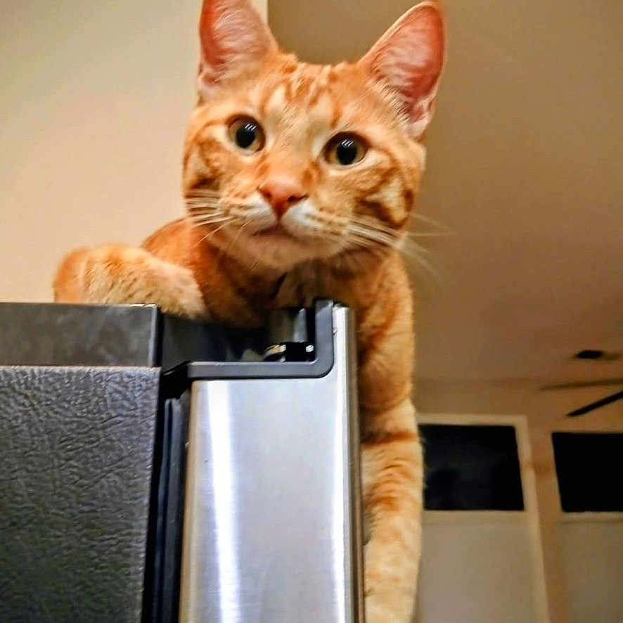 Stell joined the competition — help win amazing prizes! animal, appliance, cat, curious, cute, domestic, ears, eyes, feline, fur, home, indoor, kitchen, looking, mammal, orange_tabby, paw, pet, refrigerator, whiskers