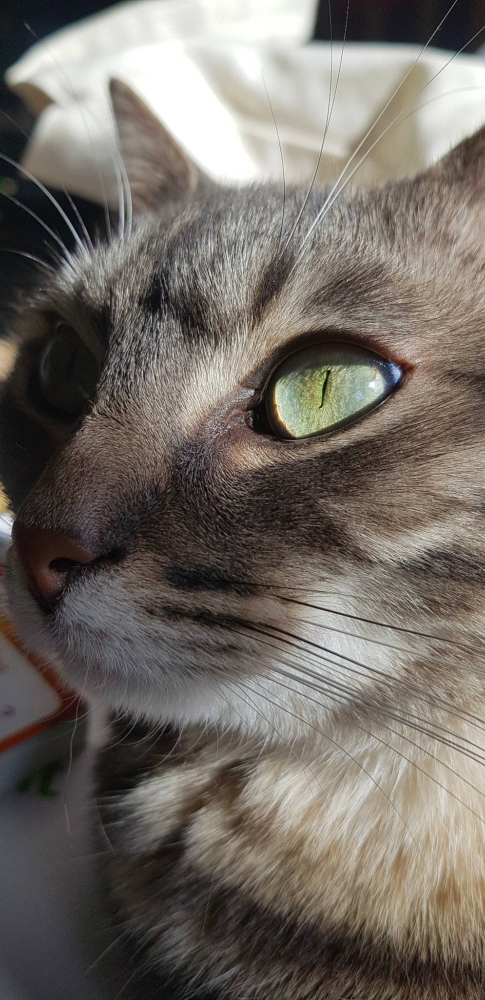 Nébraska participe au concours pour gagner de l'argent avec cette photo : aegean_cat, asian, carnivore, cat, close_up, domestic_short_haired_cat, european_shorthair, eye, felidae, fur, iris, mammal, nose, photography, singapura, small_to_medium_sized_cats, snout, tabby_cat, vertebrate, whiskers