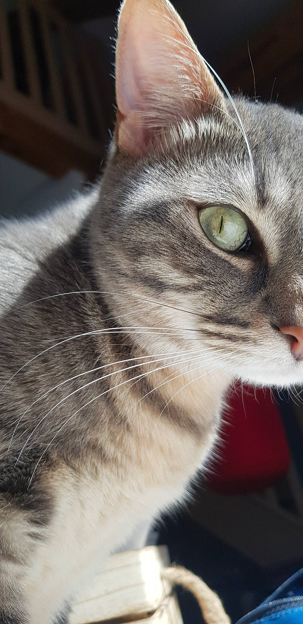 Nébraska a rejoint le concours — aidez-le/la à gagner de superbes lots ! american_shorthair, american_wirehair, asian, australian_mist, carnivore, cat, close_up, domestic_short_haired_cat, ear, european_shorthair, eye, felidae, fur, kitten, mammal, nose, small_to_medium_sized_cats, snout, tabby_cat, whiskers