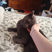 Biscuit is registered to the contest to win money with this photo: animal, bed, bedspread, cat, comfort, cozy, dresser, furniture, gray_cat, hand, home, indoor, pattern, person, pet, resting, room, scratching, slippers, tattoo