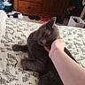 animal, bed, bedspread, cat, comfort, cozy, dresser, furniture, gray_cat, hand, home, indoor, pattern, person, pet, resting, room, scratching, slippers, tattoo