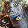 Biscuit joined the competition — help win amazing prizes! blue_collar, cat, charm, close_up, cluttered_background, collar, curious, decor, domestic_animal, face, feline, gray_cat, indoor, map, pet, table, whiskers, wide_eyes, yellow_duck, yellow_eyes