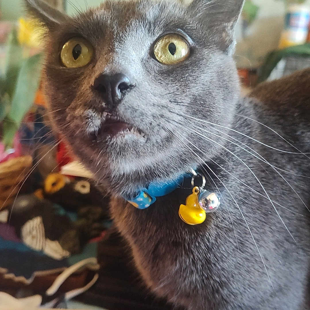 Biscuit joined the competition — help win amazing prizes! blue_collar, cat, charm, close_up, cluttered_background, collar, curious, decor, domestic_animal, face, feline, gray_cat, indoor, map, pet, table, whiskers, wide_eyes, yellow_duck, yellow_eyes