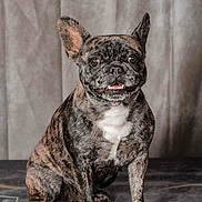 Shiva participe au concours pour gagner de l'argent avec cette photo : dog, french_bulldog, brindle, pet, animal, smiling, sitting, ears_up, indoor, portrait, cute, canine, fur, friendly, companion, looking_at_camera, domestic_animal, mammal, paw, short_hair